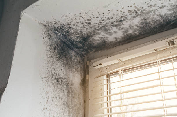 Affordable Attic Mold Remediation solutions in Callaway, FL
