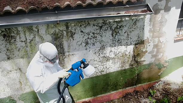 Top rated local Attic Mold Remediation specialists in Callaway, FL